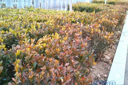 Doogee Bigboy DG600 Review - Sub $150 6-inch Android phablet!