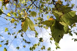 Huawei Mate 10 Pro Photo Samples - AI Takes Control