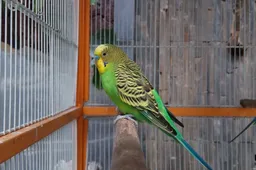 Rugged Elephone Soldier is not afraid of some quality photo shots