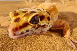 See the first official camera output samples of the iQOO 7