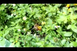 JiaYu G4 1080 video sample