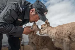 ZTE and China Mobile Use 5G Network to Connect Kekexili, an Uninhabited Region