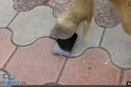 Meizu MX3 takes a beating from a horse, spanner, hose and cat in this destruction video