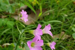 First OnePlus 3 camera sample surfaces