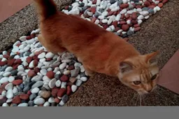 Reader Review: UMi X2 Turbo Review