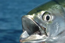 Google Pixel 3 is already underway and it has a codename