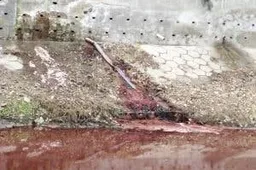 Why Is This River Running Red?