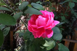 Elephone P8 Photo Samples Revealed for the Camera-Centric Phone