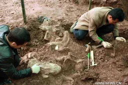 Complete Sauropod Fossil Found in Chongqing