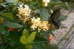 Elephone EleCam Explorer Elite capable of capturing fluttering of butterfly wings