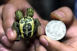 2 Headed Baby Turtle Shows Off His Tattooed Chest