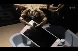 Xiaomi use live crabs to test the Mi4, upset some international fans