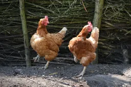 chickens 164419 1280