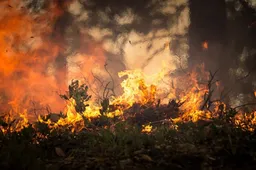 forest fire 2268729 1280