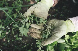 gardening 2518377 1920