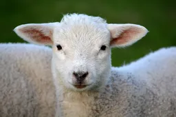 lamb g5b10e9364 1920