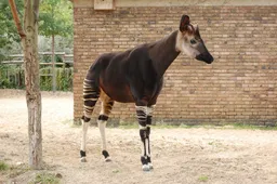 okapi 1581236 1920