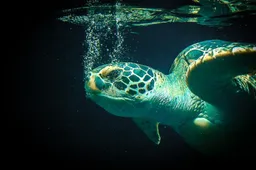 sea turtle 427943 1920