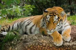 tijger
