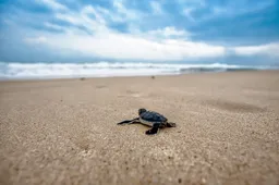 turtle 2201433 1920
