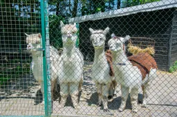 alpaca's faunapark flakkee