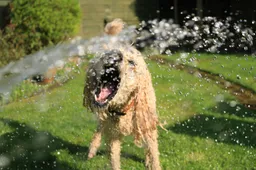 afkoeling hitte hond