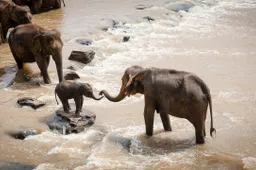 olifant