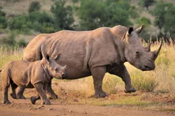neushoorn
