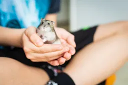 huisdier hamster dier