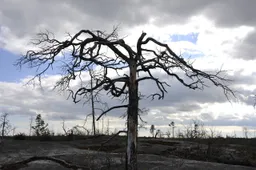 schade natuur bosbrand