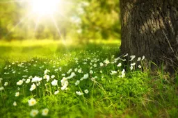natuur bloemen zon