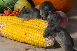 muizen muis plaagdieren