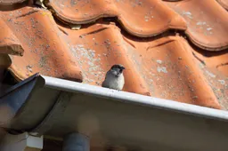 Foto_BlomEcologie_Huismus