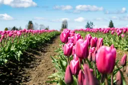 pexels-brandie-7419885