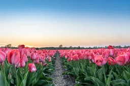 pexels-mike-van-schoonderwalt-1884800-5505747