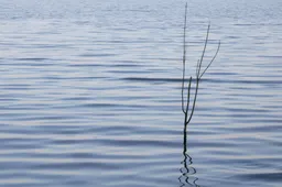 pexels-mirkofabian-11530561