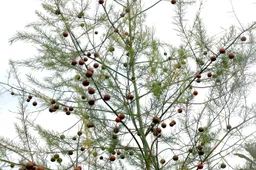 Asparagus officinalis (3)