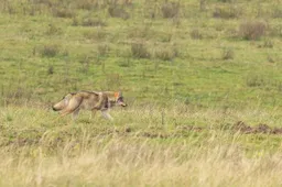 csm_20260411_Grijze-wolf-Nederland_2155c5de3e