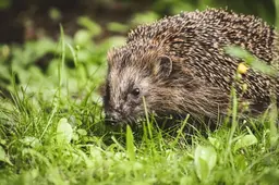 alexas_fotos-woodland-hedgehog-5544642
