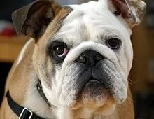 Article widget: Aankomende race