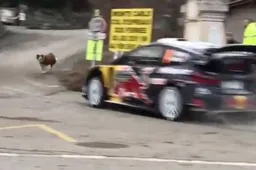 Video: Hond zoekt het gevaar op tijdens Rally van Monte-Carlo