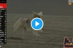 Dog makes F1 circuit unsafe for second consecutive Grand Prix