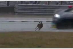 KIJKEN Haas ontsnapt net op tijd aan Magere Hein bij DTM Assen...