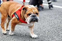 Hamilton's bulldog, Roscoe, charms the Ferrari crew at the British Grand Prix