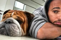 Meet Roscoe, Lewis Hamilton's beloved bulldog and F1 paddock star