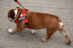 Meet Roscoe, Hamilton's beloved bulldog and F1 paddock star