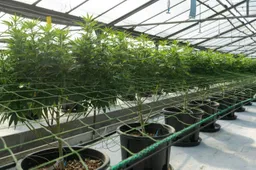 Role of seed banks: Barney’s Farm shaping global cannabis markets