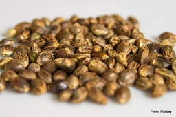 How Climate Affects Cannabis Seed Selection: What to Consider