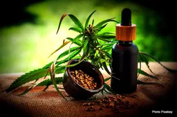 From Seed to Smoke: Legal Journey of Feminized Cannabis Seeds
