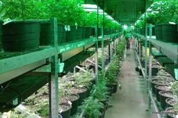 How Cannabis Seed Banks Are Accelerating in a Fast-Paced Market
